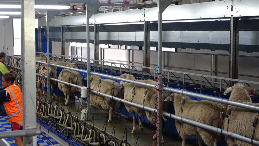 The milking parlour milks 120 ewes at a time. Landcorp are moving into milking sheep.