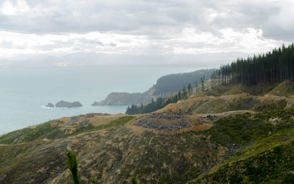 Forestry section in Port Underwood, South Island, New Zealand