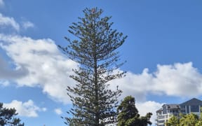 A road cone has been spotted on top of a tall tree in Symonds Street Cemetery in Auckland.