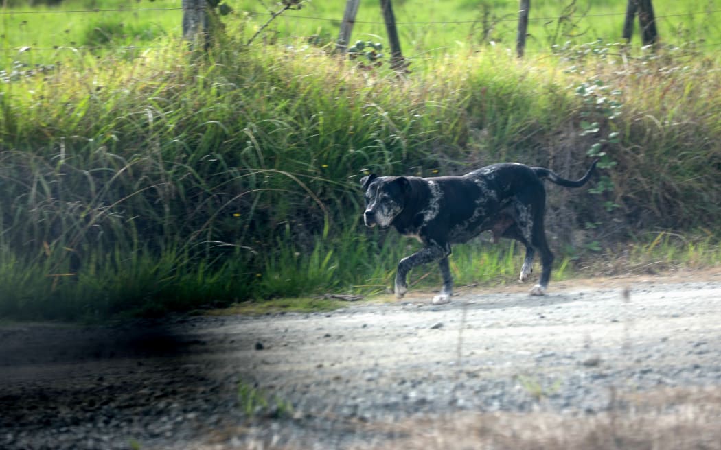 A dog runs freely on the roadside in Kaihu - a small settlement north of Dargaville in Northland where a fatal dog attack has occurred - 17 February 2026. Note this dog is unrelated to the property where the attack occurred.