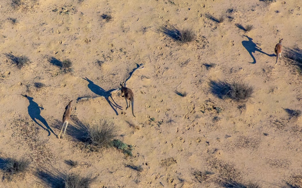This undated handout from the NSW National Parks and Wildlife Services released on June 27, 2020 shows wildlife at the Narriearra Station, a 153,415-hectare (379,000 acres) property in Australia's far northwest New South Wales.