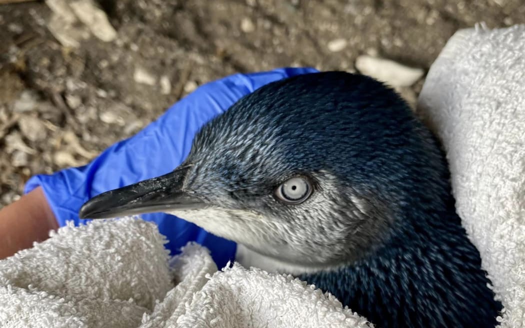 Injured penguin being treated at the new Project Wellbird treatment centre portacom.