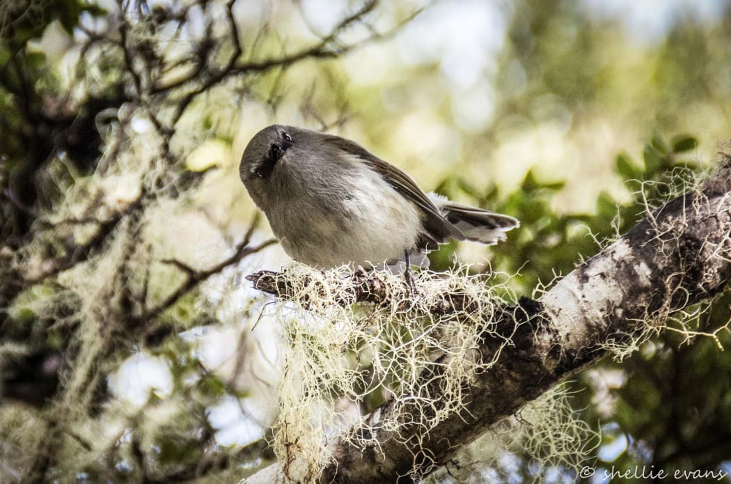 Riroriro or grey warblers are heard more often than they are seen. They are the second smallest native bird in New Zealand.