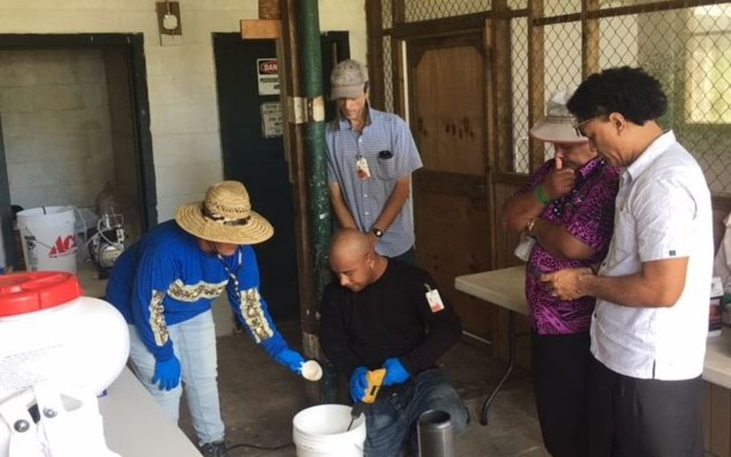 Officials from Samoa were in American Samoa in February 2019 to find out about the local infestation of the invasive little fire ant and discuss strategies to contain the pest.