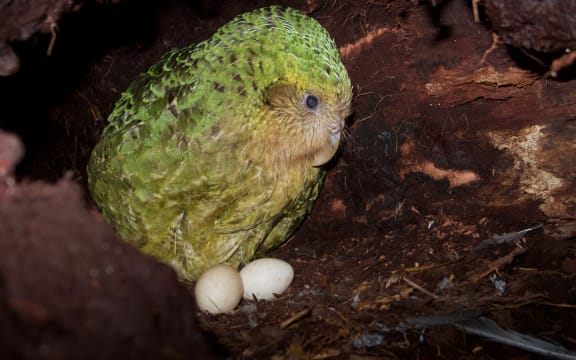 The kākāpō Weheruatanga-o-te-Po nesting in 2019. Kākāpō are predicted to breed again in 2022.