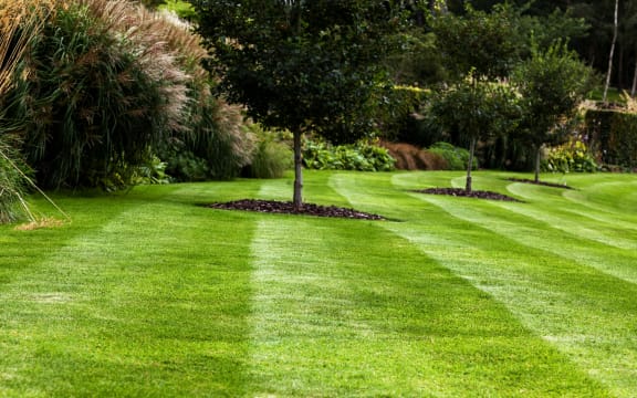 Perfect lawn