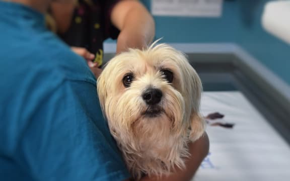 Vets are being asked to put down healthy pets.