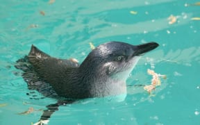 Little Blue Penguin