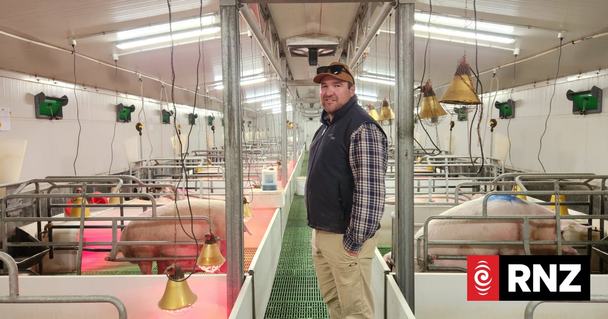 Country Life: Taranaki pig farmer goes whole hog to stay ahead