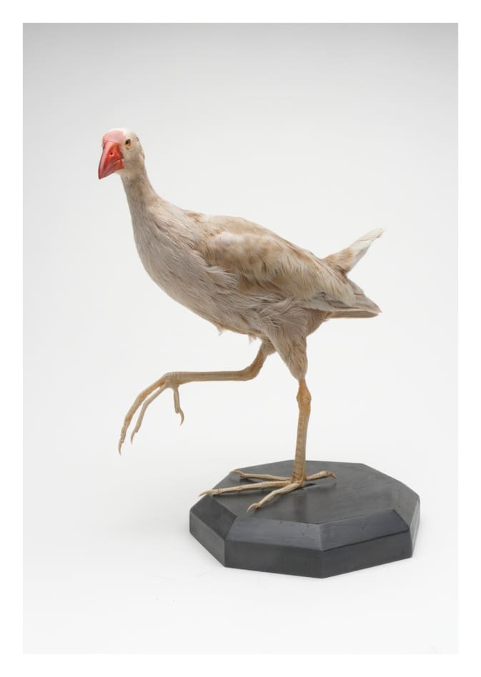 Pukeko – Porphyrio melanotus.