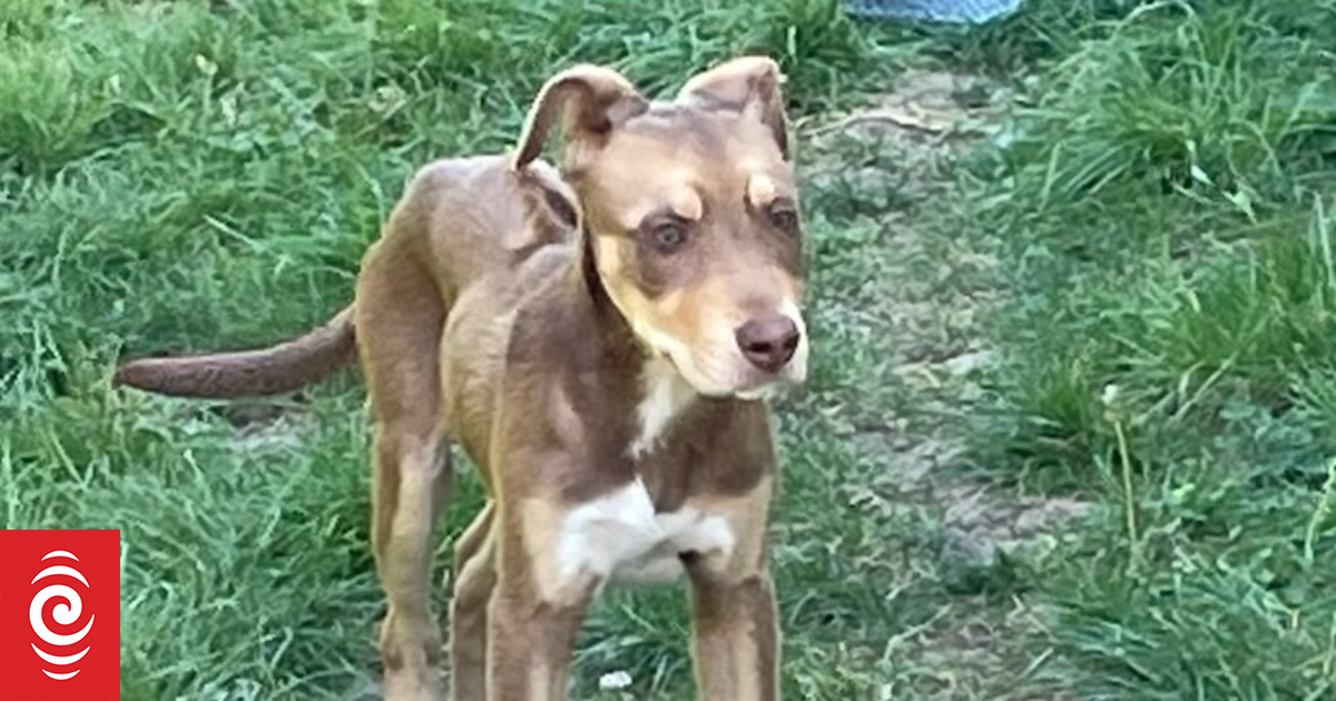 Kāinga Ora appears not to care about mistreated dogs – neighbour