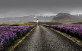 Lupins in Westfjords Region, Iceland