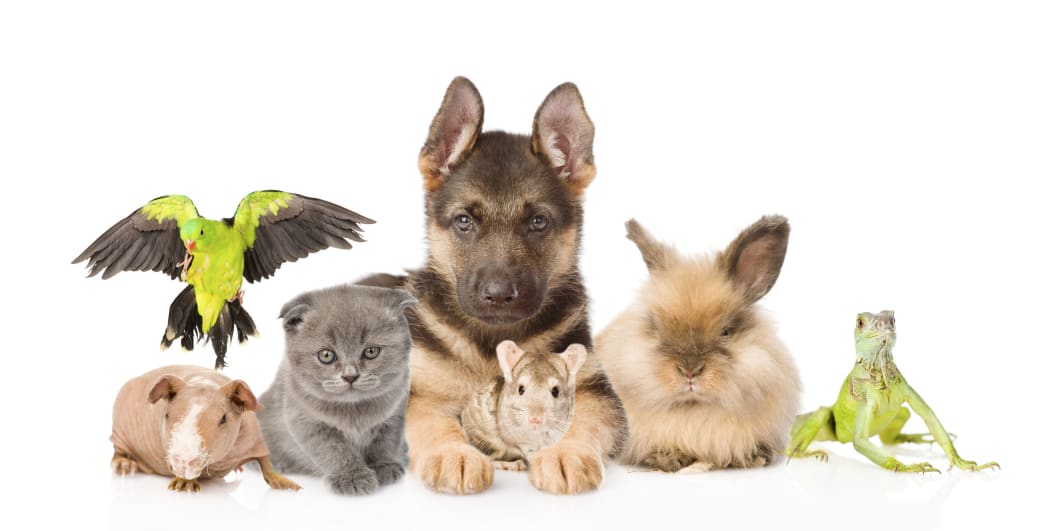 Good morning, _____ . Meet your new crew.