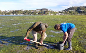 Two people working on a tidal flat covered in green algae or seaweed, using a spade and a bucket to collect cockle samples. They are wearing outdoor clothing and gum boots. In the background, there are hills with houses and trees under a clear sky.
