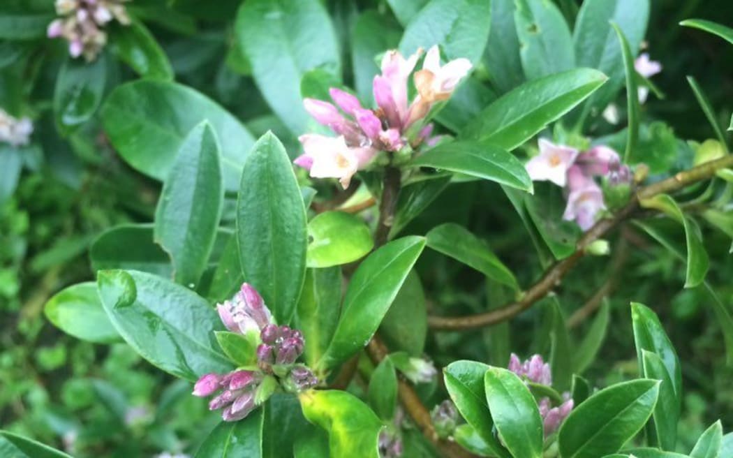 Jolisa Greenwood's daphne was just one of many unseasonable anomalies. 

SINGLE USE