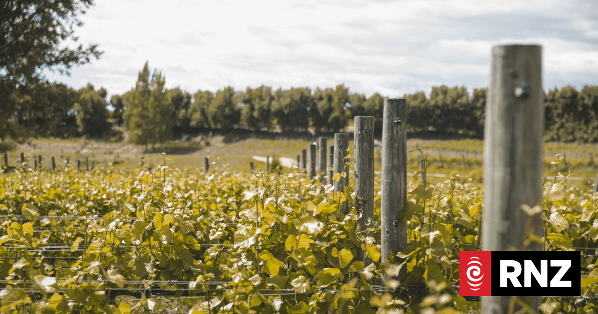 The wine industry headache