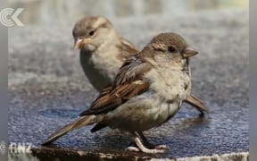 PAK'nSAVE store shoots sparrows