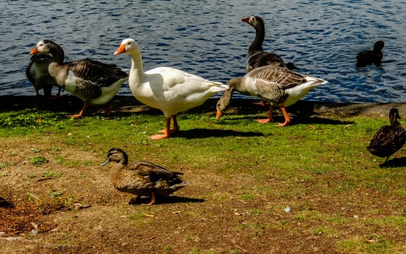 Greylag goose (Anser anser) in profile, Western Springs Pond, Auckland, New Zealand
