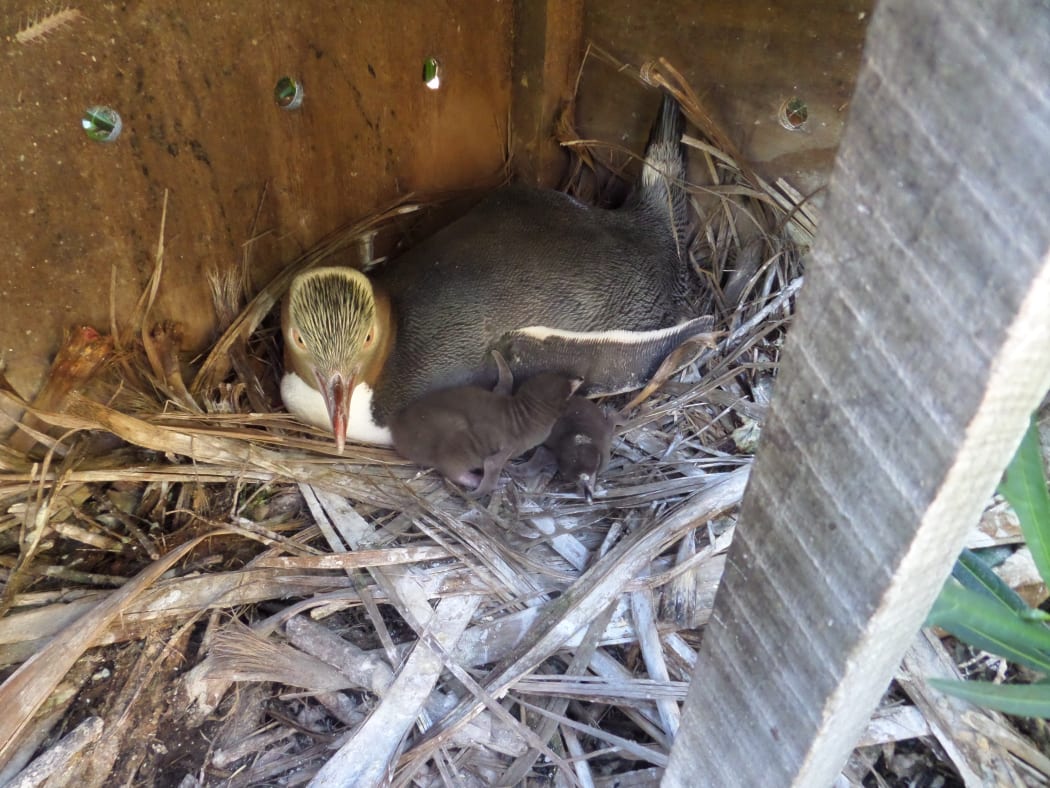 These two chicks were the first to get sick, but were treated and are now doing well.