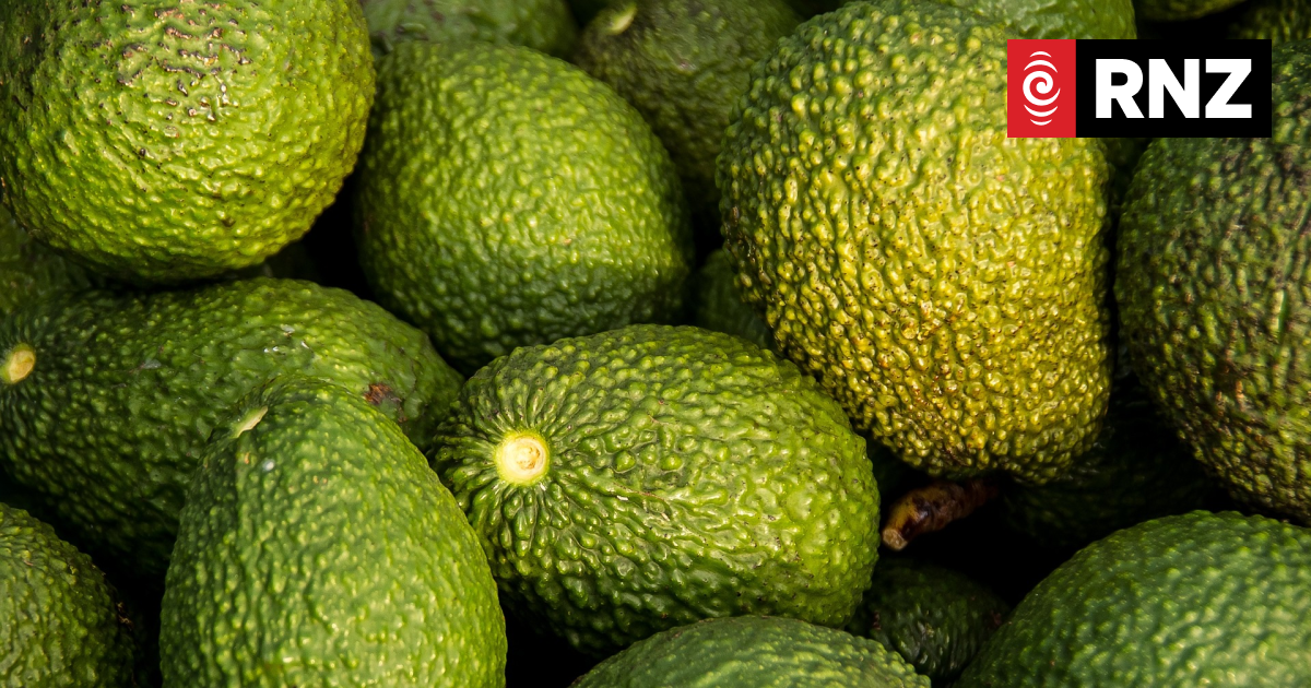 'Perfect storm' for avocado growers during dismal season - industry body - Vimarsana News