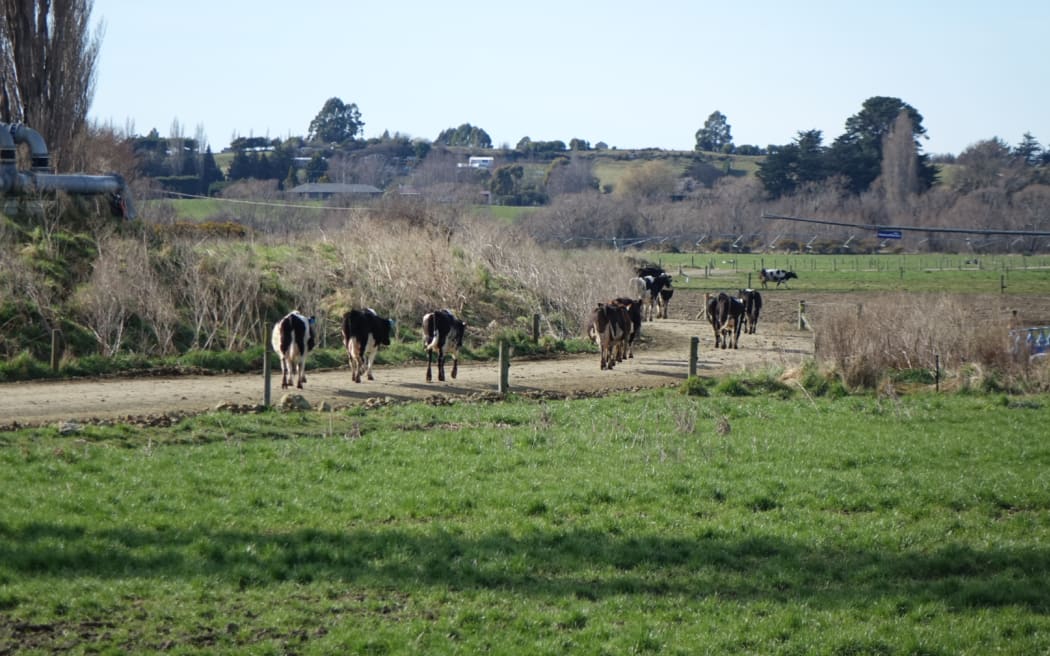 North Otago dairy farming around the infected farm.