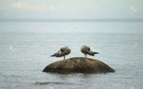 seagulls asleep