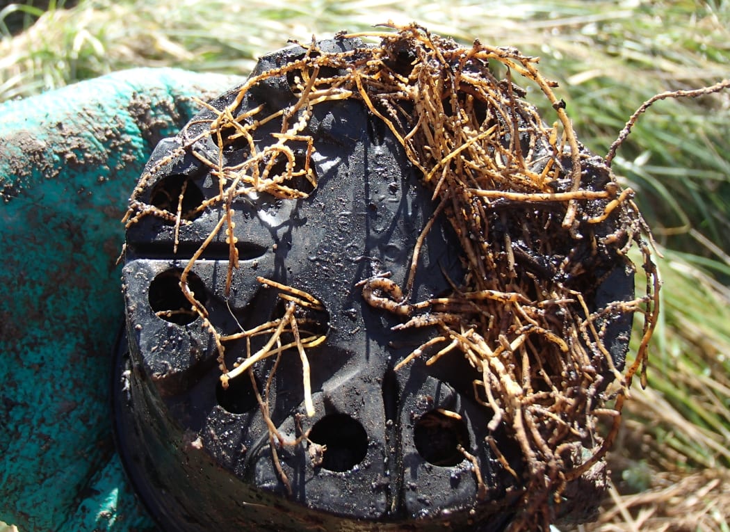 Plant roots