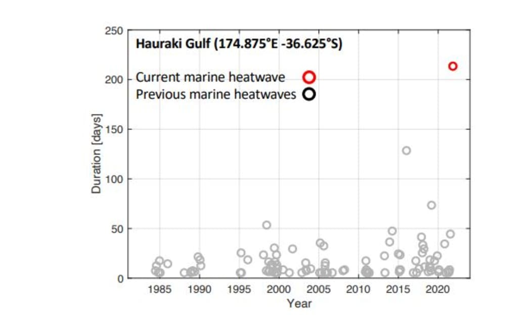 The Hauraki Gulf, together with much of the west and east coasts north of Auckland, have experienced a moderate to severe marine heatwave.