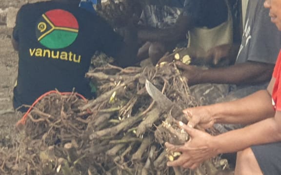 Vanuatu kava growers at work