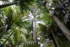 Kauri trees