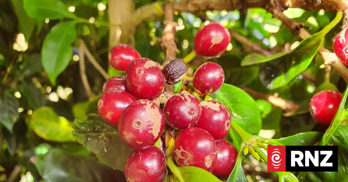 Giving coffee a shot | RNZ