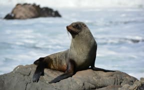 Kekeno seal.
