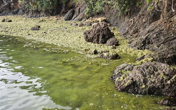 Invasive seaweed caulerpa washed up after Cyclone Tam