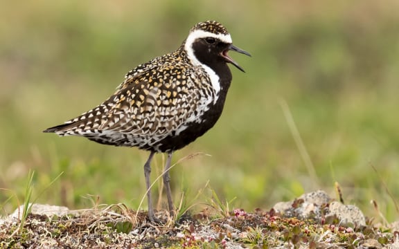 A male Pacific golden plover in breeding colours, at the breeding grounds in Alaska.