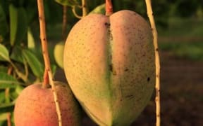 A mango farm in the Northern Territory