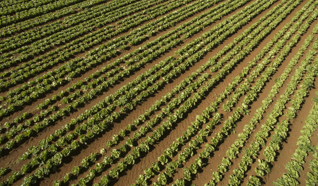 Lettuce crops being grown in market gardens in Pukekohe.