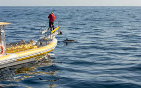 Marine biologist doing research and photographing marine life.