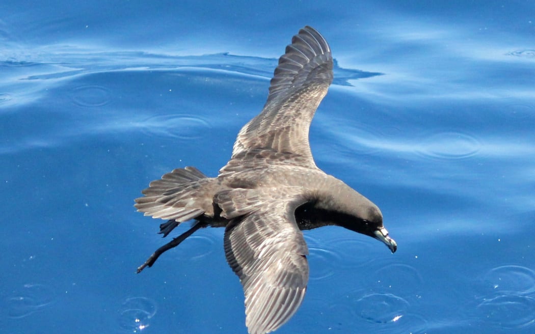 Tāiko/black petrel