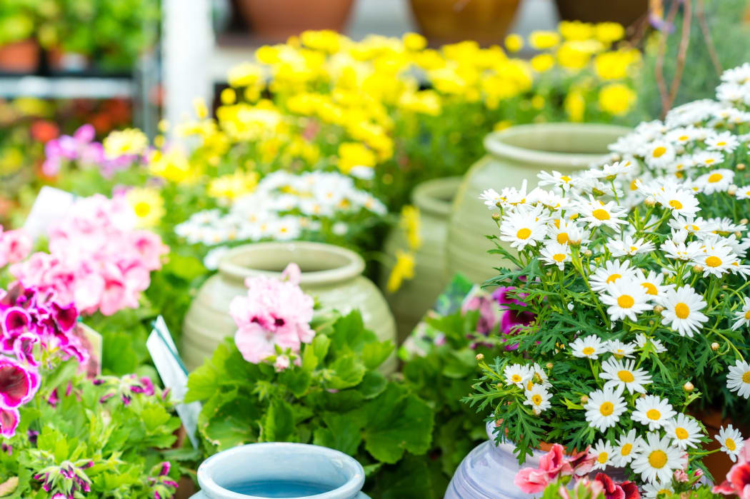 14381065 - white daisy potted flower at garden center retail store