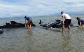 More whales have restranded near Farewell Spit.