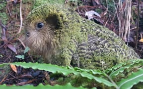 One of three chicks fathered by Gulliver, who has rare Fiordland genes. The chick's mother is Suzanne.