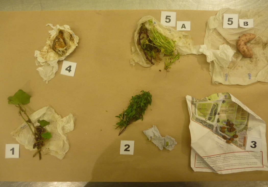 The plants found in the man's underpants.