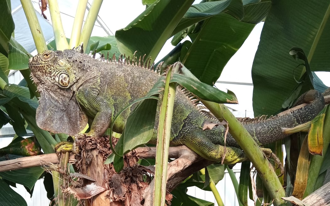 This iguana was stolen from Ti Point Reptile Park in March.