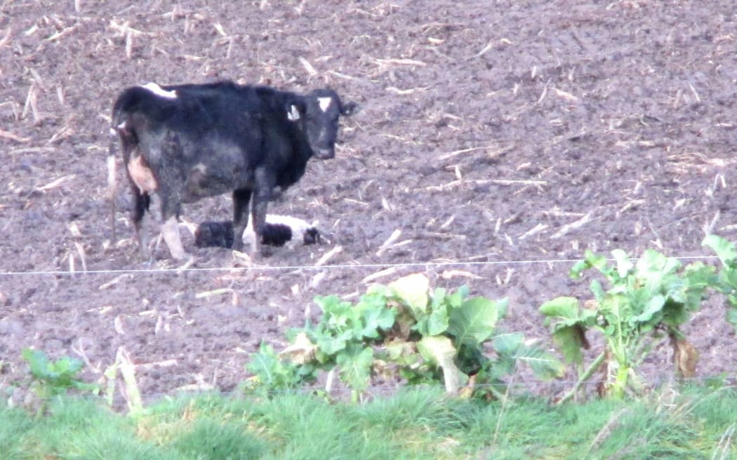 The Animal advocacy group SAFE has released photos that it says shows cows having to calve in unacceptable conditions.