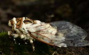 Icing sugar fungus/Beauveria bassiana