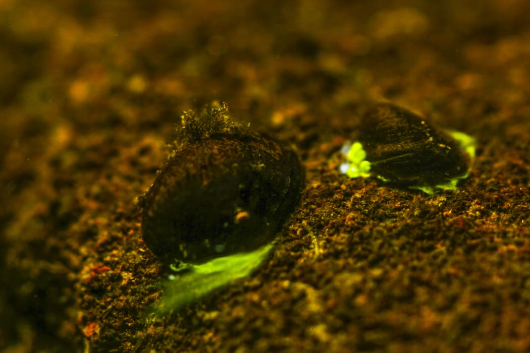 Latia neritoides limpet emiting bioluminescent slime