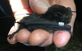 A long-tailed bat, being processed for the annual count in Te Hoiere/Pelorus.