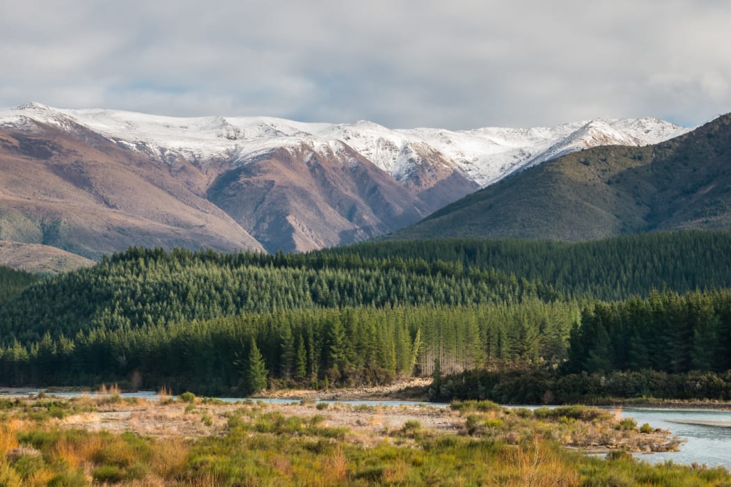 Pine forest Wairau River South Island. Forest. Forestry. Pine trees. Pinus radiata