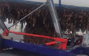 The Lyttelton Port Company "strongly supports" clean hull regulations.