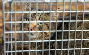 Feral cat caught in a live trap in Fiordland National Park